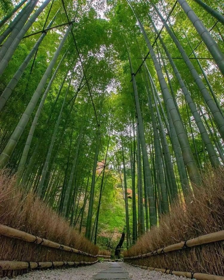 日本小城里的夏天，怎么样都玩不腻