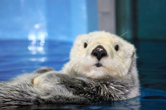 日本水族馆即将看不到海獭？繁殖无望