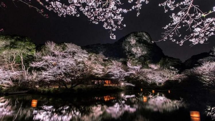 赏最美的樱花，泡最舒服的温泉