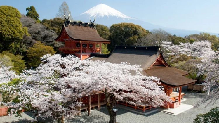 梦幻联动！樱花×富士山的绝美瞬间