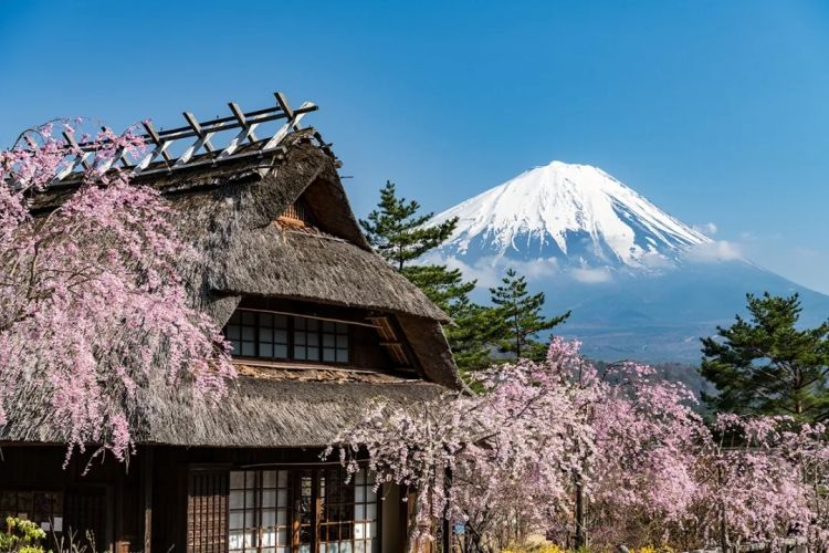 梦幻联动！樱花×富士山的绝美瞬间