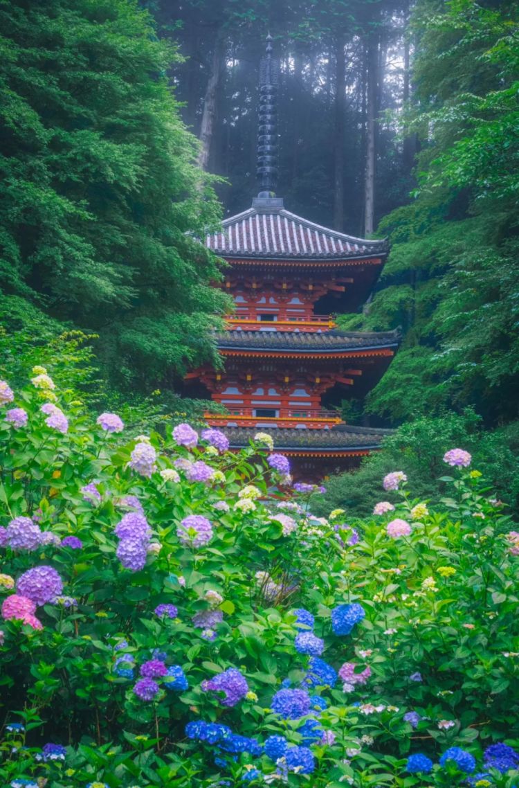 第238期：富士山进入喷发状态？大岛优子林遣都二胎；日本男双64年后再夺金；日本国际音乐大奖MAJ揭晓 | 百通板