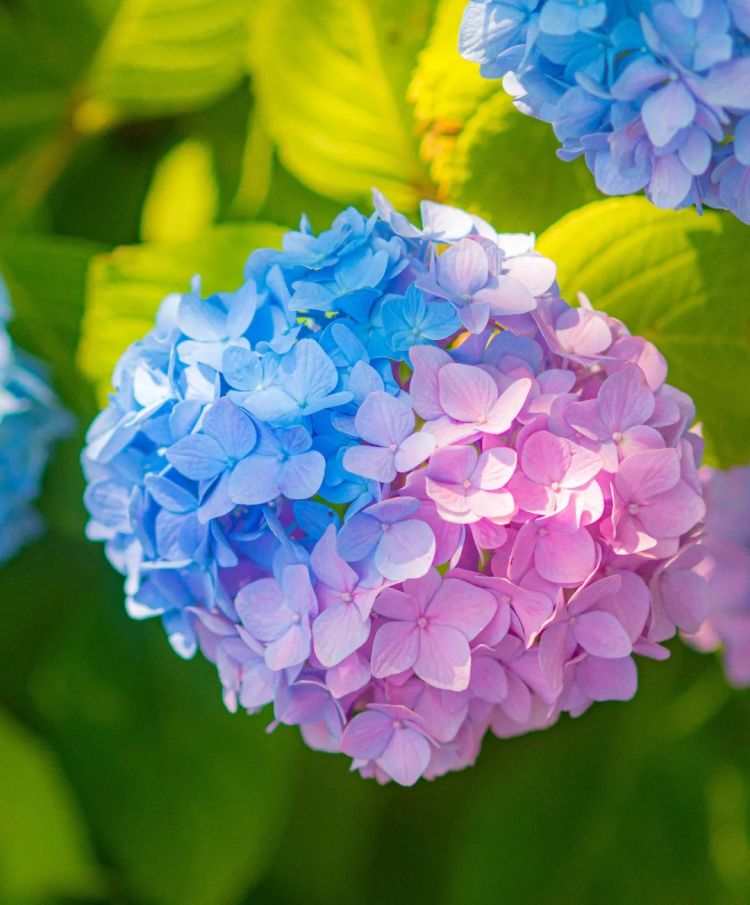 第241期：石破茂撒钱计划遇冷；日本性别平等G7垫底；永野芽郁遭雪藏 或被小松菜奈取代？日本世界级名将被曝婚内出轨 | 百通板