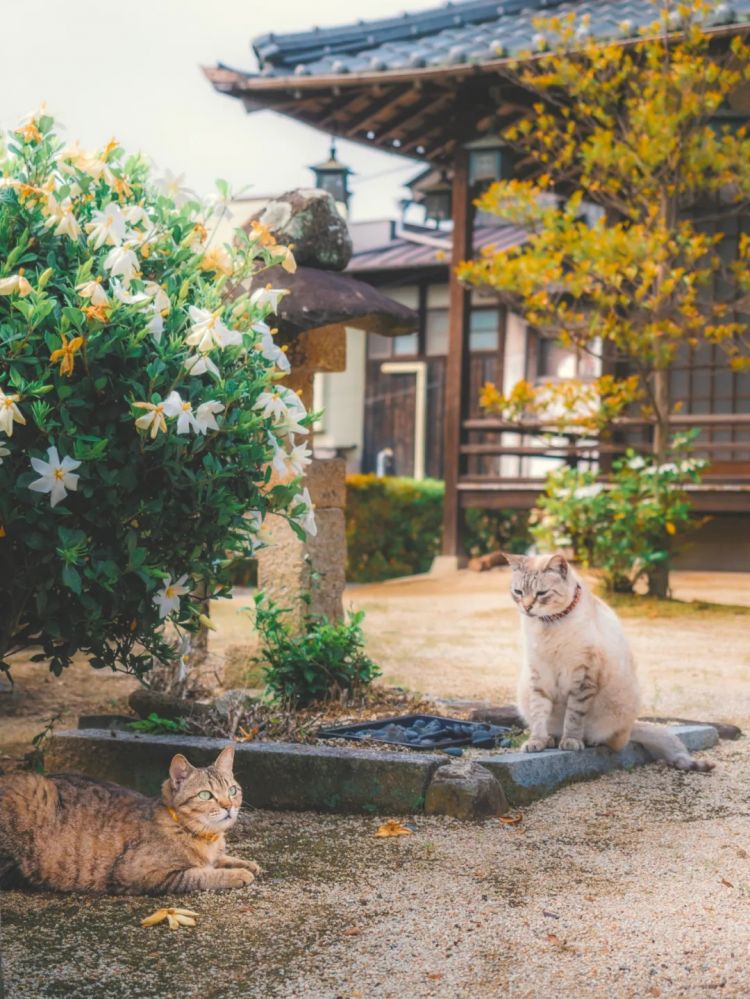 第241期：石破茂撒钱计划遇冷；日本性别平等G7垫底；永野芽郁遭雪藏 或被小松菜奈取代？日本世界级名将被曝婚内出轨 | 百通板
