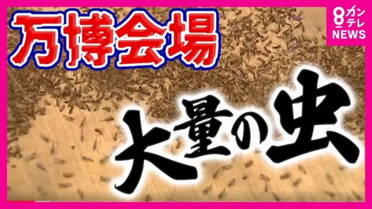 帮盖场馆却被拖欠工资，大阪世博会表示：“我管不着”