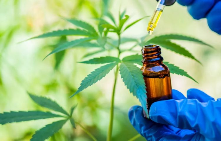 日本大学生买大麻饼干吃嗨到跳楼，结果一出所有人都傻了...