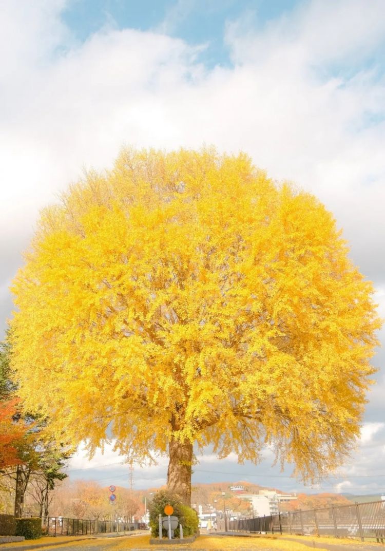 第258期:高市早苗首相梦碎?米仓凉子涉毒?NHK官宣红白主持人 绫濑遥领衔;大阪世博闭幕 | 百通板 第258期:高市早苗首相梦碎?米仓凉子涉毒?NHK官宣红白主持人 绫濑遥领衔;大阪世博闭幕 | 百通板