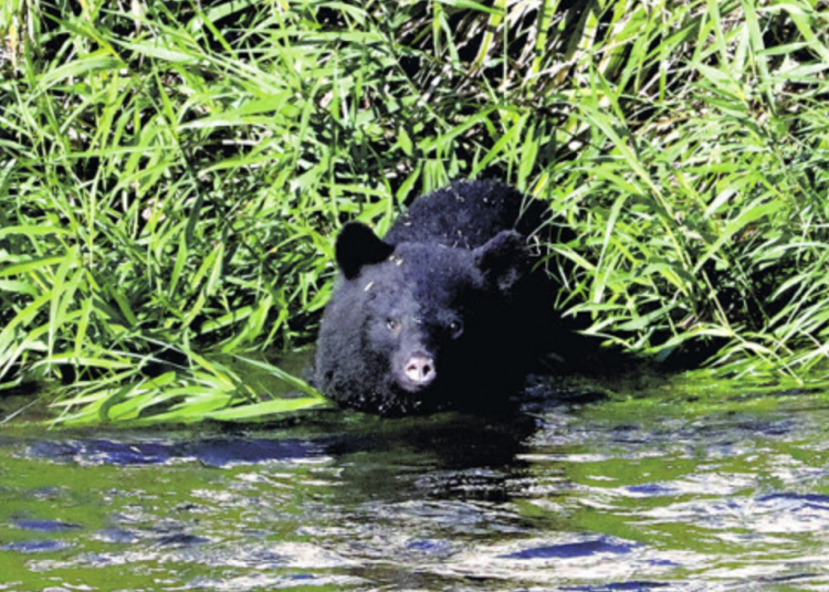日本文部科学省将向全国教委发通知 防范熊出没确保学生安全
