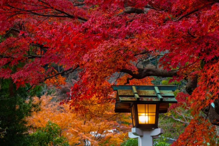 镰仓·红叶的名胜散步：巡游染上秋色的寺院神社