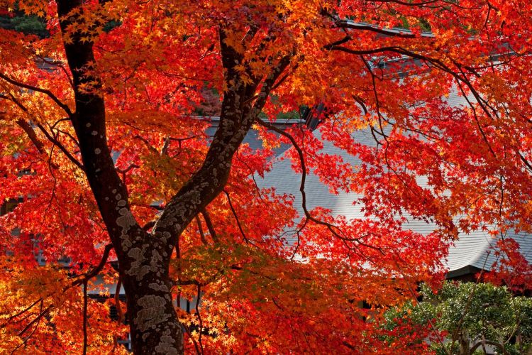 镰仓·红叶的名胜散步：巡游染上秋色的寺院神社