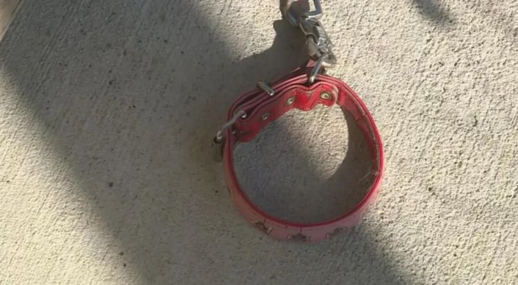 第260期：特朗普与高市早苗会面；龟梨和也与田中美奈实分手？日本熊灾肆虐；安倍晋三枪击案公审 | 百通板