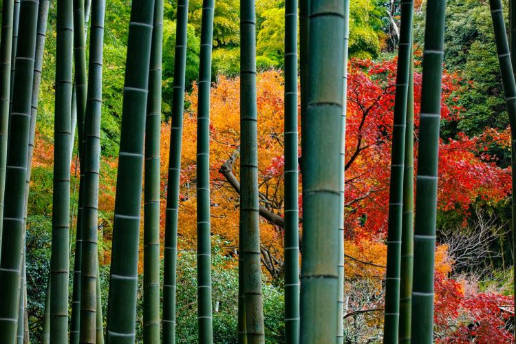 镰仓·红叶的名胜散步：巡游染上秋色的寺院神社