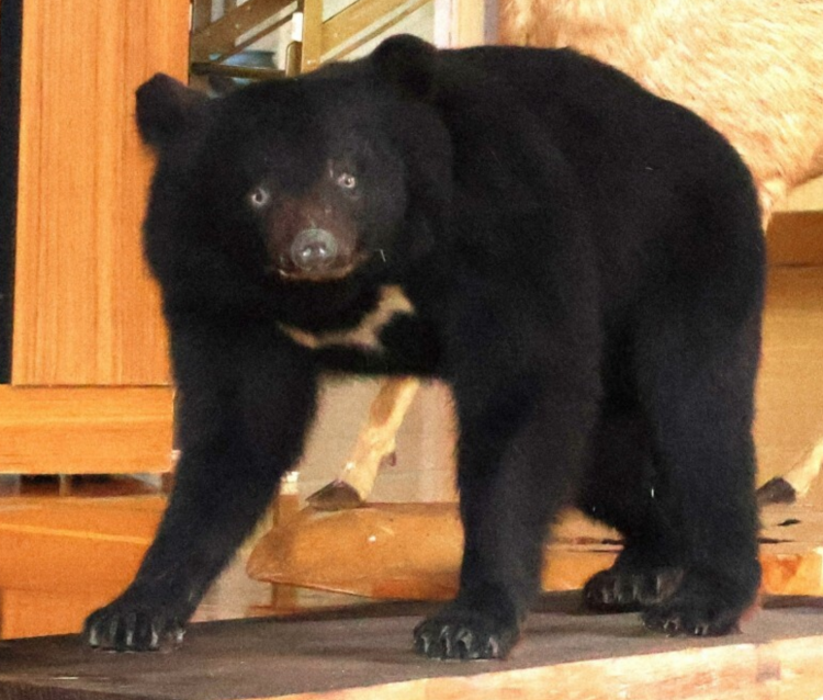 日本罗森制定“防熊指南” 保障员工与顾客安全