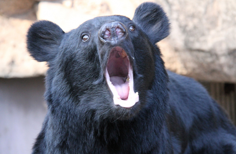 日本熊害频发引担忧 专家呼吁加强“人熊共存”管理机制