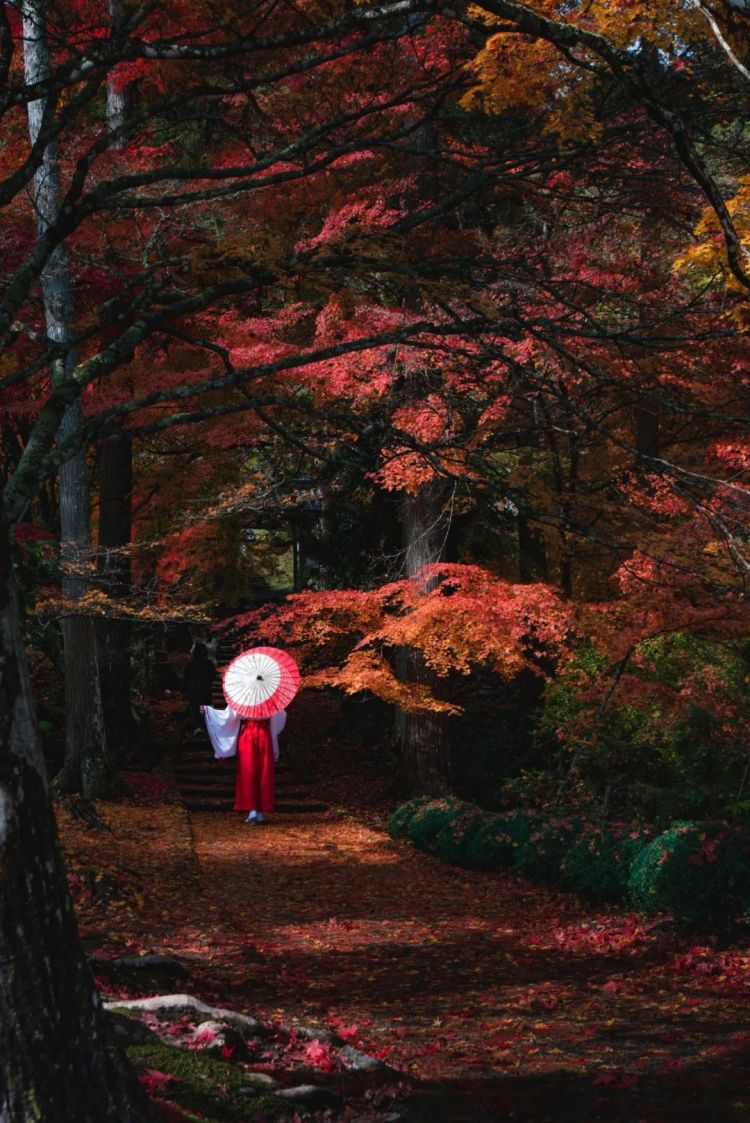 第261期：中国对日免签延长；木村拓哉长女恋爱？中日轮值APEC主席国；哥斯拉续作定名；日本熊灾 | 百通板