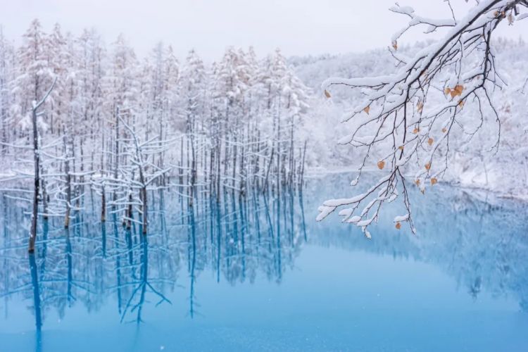 第261期：中国对日免签延长；木村拓哉长女恋爱？中日轮值APEC主席国；哥斯拉续作定名；日本熊灾 | 百通板