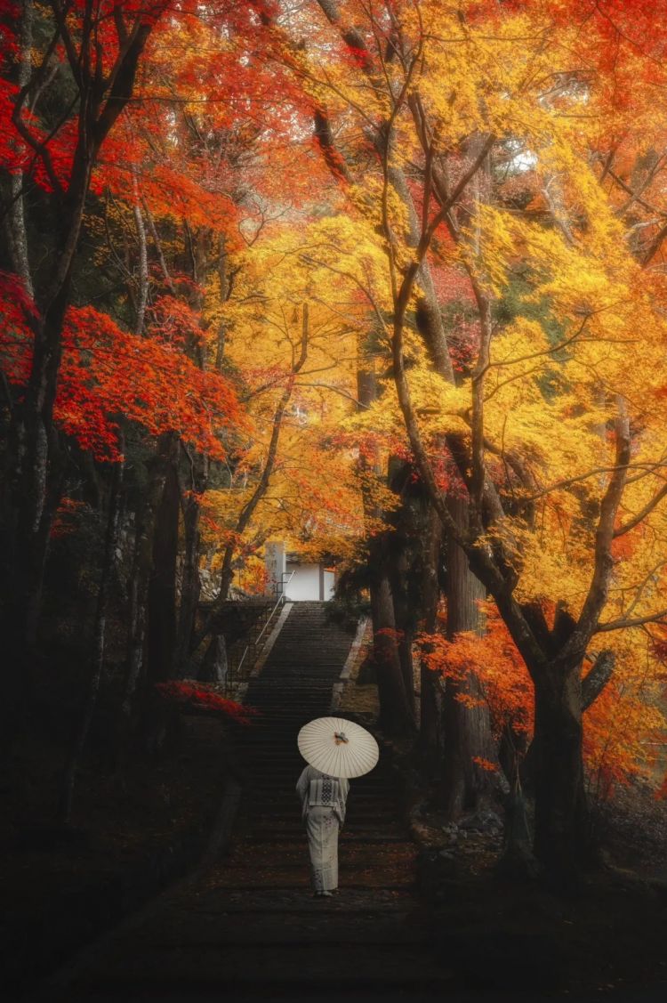 第261期：中国对日免签延长；木村拓哉长女恋爱？中日轮值APEC主席国；哥斯拉续作定名；日本熊灾 | 百通板