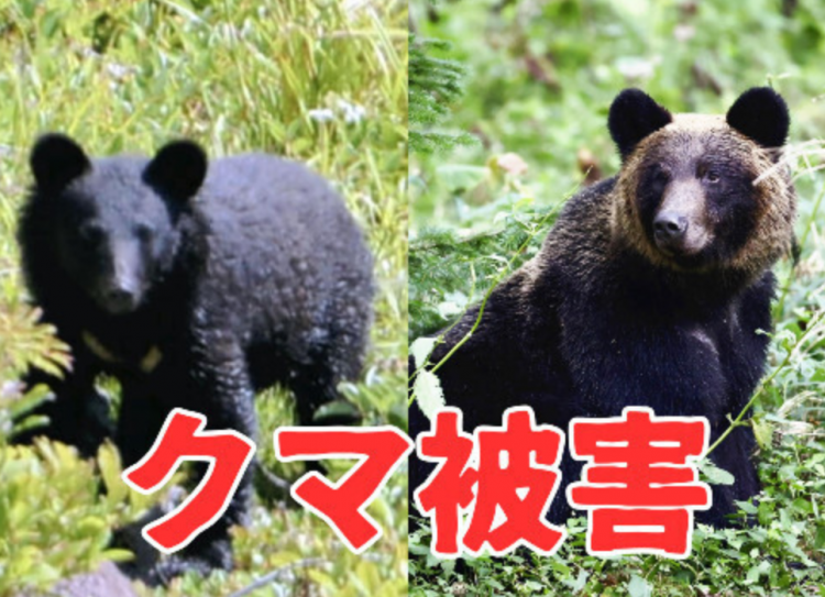 日本熊出没数量激增 上半年捕获超六千头创历史新高