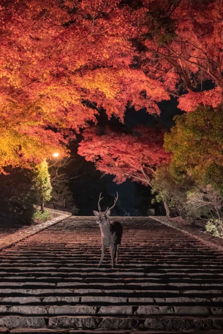 第262期:suica西瓜卡企鹅要毕业?宝可梦新作定档明年;日系车企财报赤字频出?日本熊灾破纪录;aespa将登红白?| 百通板 第262期:suica西瓜卡企鹅要毕业?宝可梦新作定档明年;日系车企财报赤字频出?日本熊灾破纪录;aespa将登红白?| 百通板