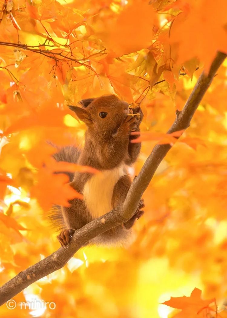 第262期:suica西瓜卡企鹅要毕业?宝可梦新作定档明年;日系车企财报赤字频出?日本熊灾破纪录;aespa将登红白?| 百通板 第262期:suica西瓜卡企鹅要毕业?宝可梦新作定档明年;日系车企财报赤字频出?日本熊灾破纪录;aespa将登红白?| 百通板