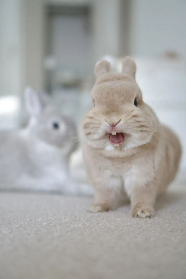 第263期：赴日旅游减少 日本将损失1.7万亿？NHK红白歌会名单出炉；日本GD日本GDP现负增长 | 百通板