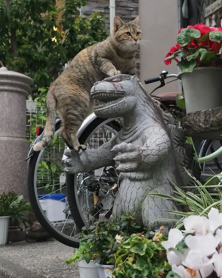 第263期：赴日旅游减少 日本将损失1.7万亿？NHK红白歌会名单出炉；日本GD日本GDP现负增长 | 百通板