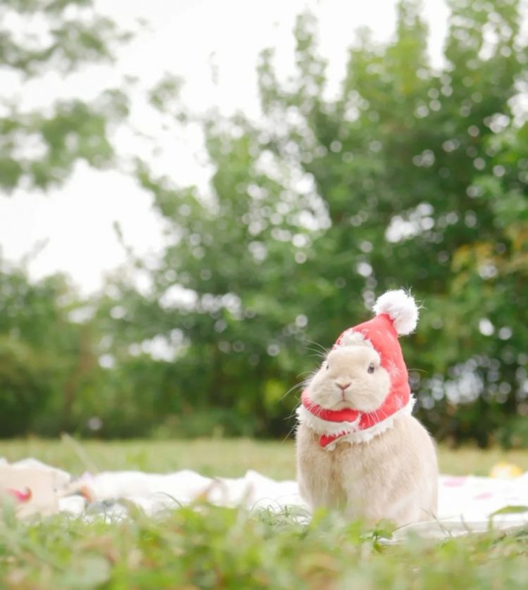 第263期：赴日旅游减少 日本将损失1.7万亿？NHK红白歌会名单出炉；日本GD日本GDP现负增长 | 百通板