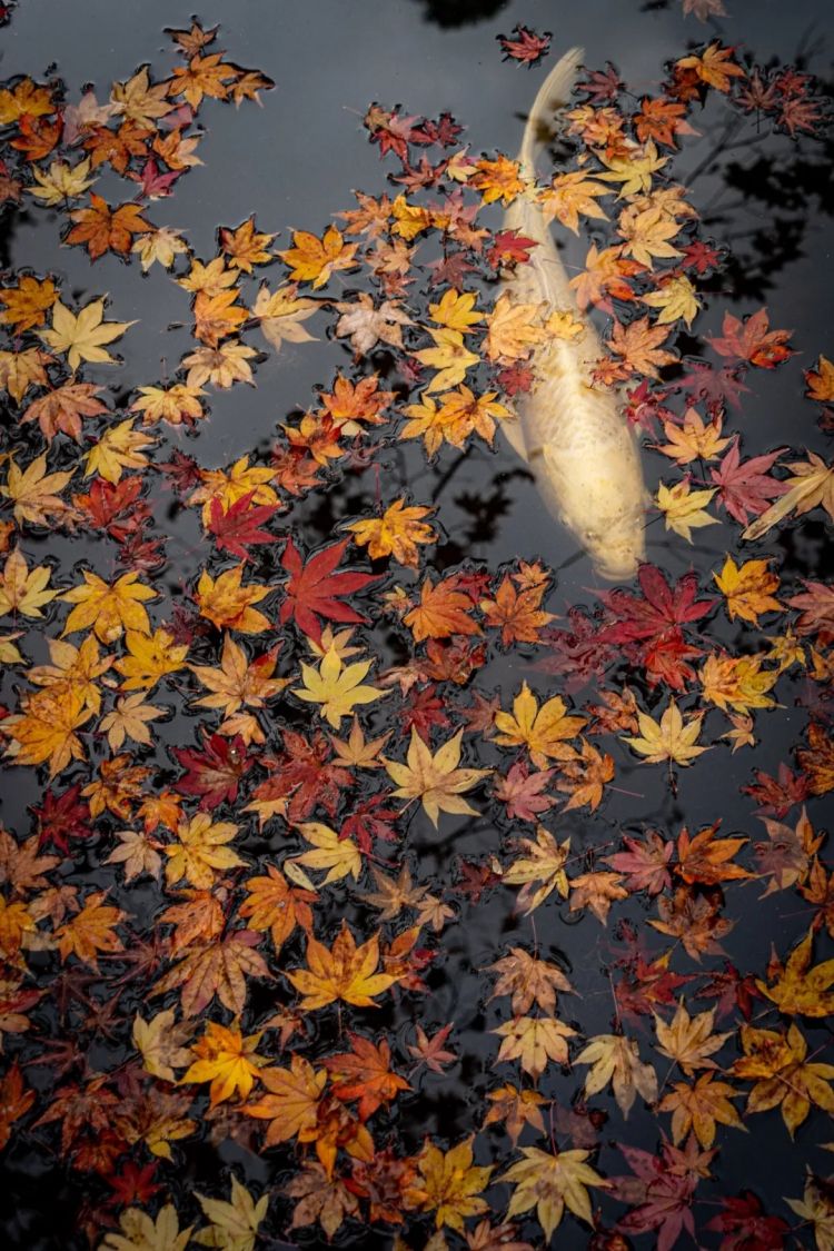 第264期:在华演出接连取消 日本音乐人怒批日本政府?中国暂停日本水产进口;唱片大奖公布 | 百通板 第264期:在华演出接连取消 日本音乐人怒批日本政府?中国暂停日本水产进口;唱片大奖公布 | 百通板