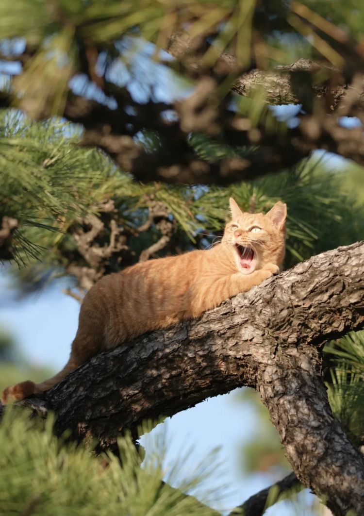 第264期:在华演出接连取消 日本音乐人怒批日本政府?中国暂停日本水产进口;唱片大奖公布 | 百通板 第264期:在华演出接连取消 日本音乐人怒批日本政府?中国暂停日本水产进口;唱片大奖公布 | 百通板
