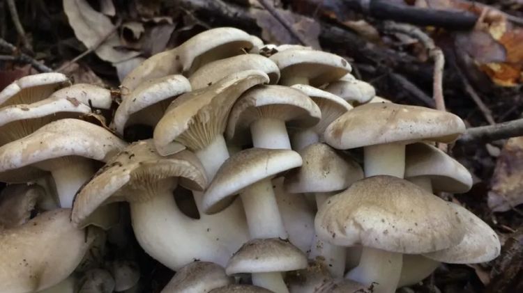 日本大爷上山采蘑菇吃完差点没命,大爷:问了AI说没毒才吃的… 日本大爷上山采蘑菇吃完差点没命,大爷:问了AI说没毒才吃的…