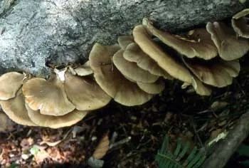 日本大爷上山采蘑菇吃完差点没命,大爷:问了AI说没毒才吃的… 日本大爷上山采蘑菇吃完差点没命,大爷:问了AI说没毒才吃的…