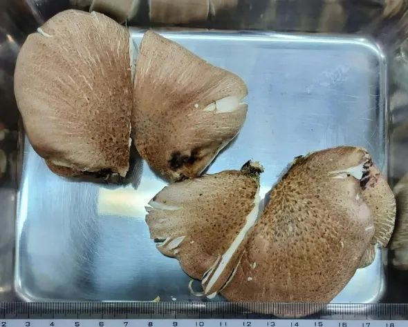 日本大爷上山采蘑菇吃完差点没命,大爷:问了AI说没毒才吃的… 日本大爷上山采蘑菇吃完差点没命,大爷:问了AI说没毒才吃的…