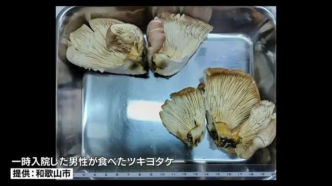 日本大爷上山采蘑菇吃完差点没命,大爷:问了AI说没毒才吃的… 日本大爷上山采蘑菇吃完差点没命,大爷:问了AI说没毒才吃的…