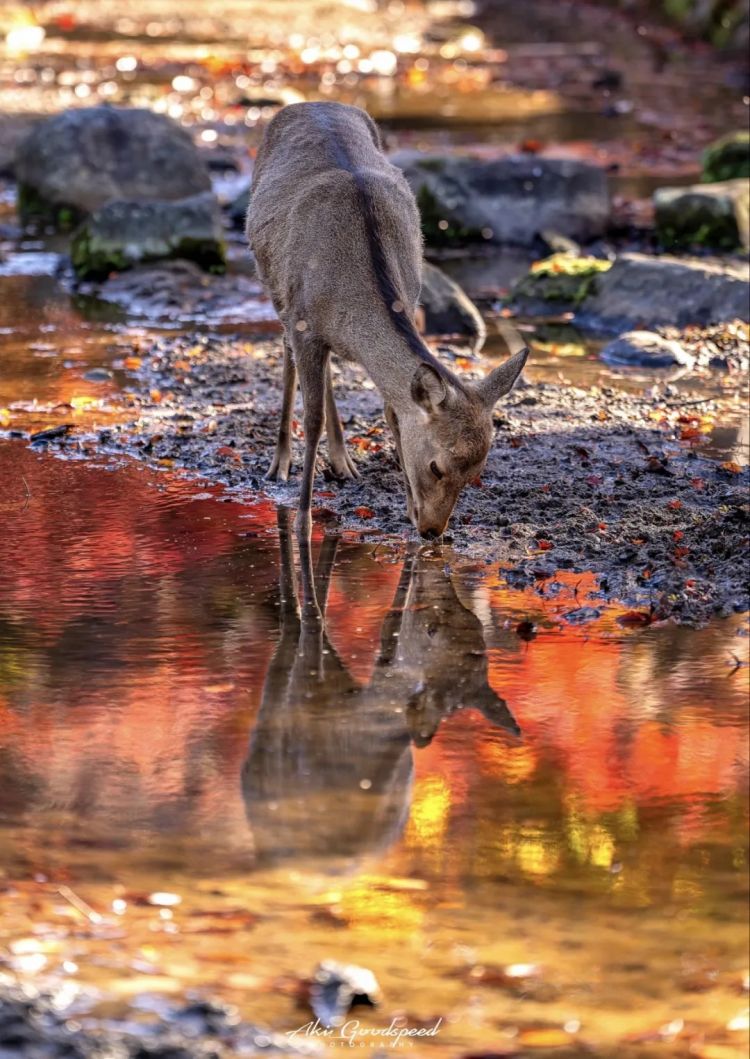 第265期：高市早苗名言当选日本年度流行语？东京拟提高住宿税；滨崎步演唱会紧急叫停？| 百通板