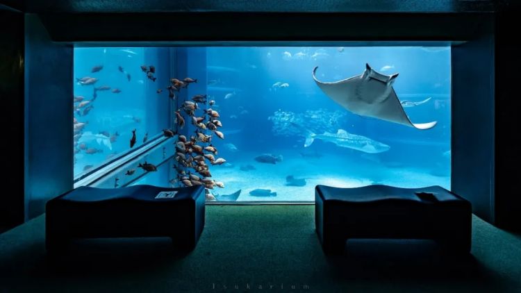 第266期:日本GDP增速下调?永野芽郁将复出?日本多所大学拟上调留学生学费?日本再发大地震;AKB48举行20周年演唱会 | 百通板 第266期:日本GDP增速下调?永野芽郁将复出?日本多所大学拟上调留学生学费?日本再发大地震;AKB48举行20周年演唱会 | 百通板