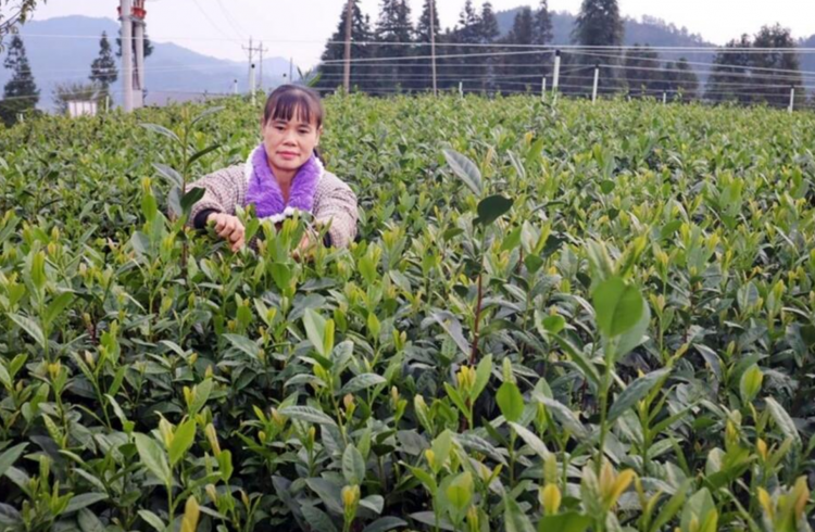 中国抹茶产能急速扩张 日本产地担忧市场竞争