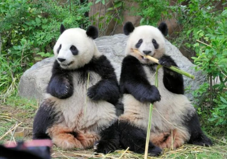 第267期：新一批731细菌战罪证公布；日本年度汉字揭晓；日本近7成支持女性天皇？日本将没有大熊猫？| 百通板