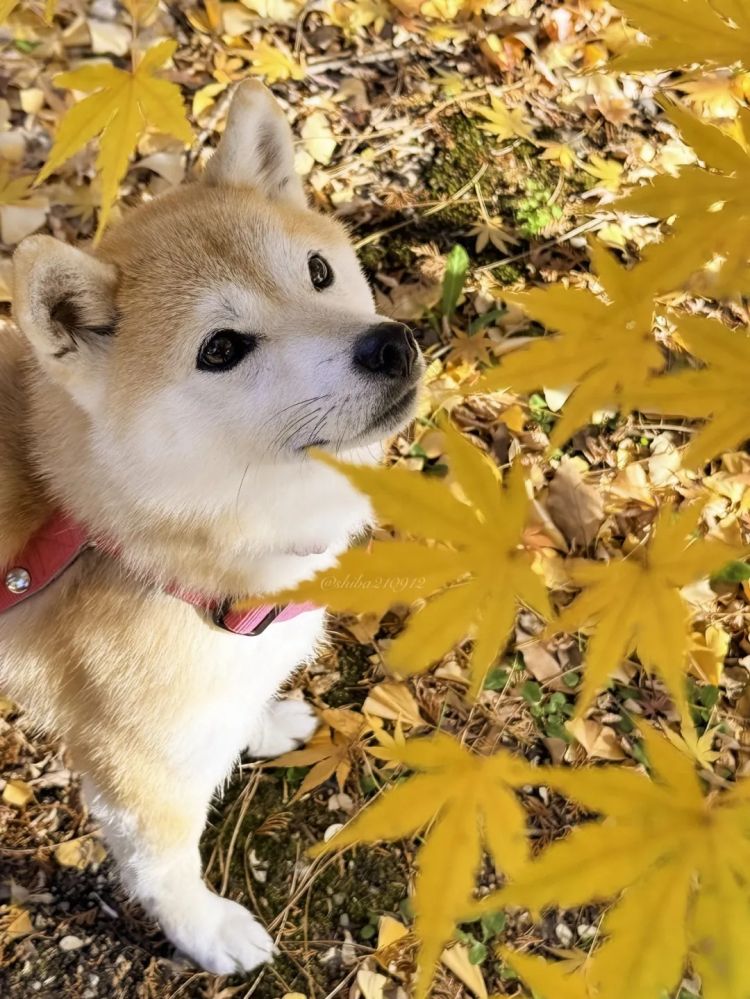 第268期：日本拥核论遭日本民众强烈抗议；安倍晋三刺杀案或判刑无期？新木优子中岛裕翔将结婚？福原爱再婚 | 百通板