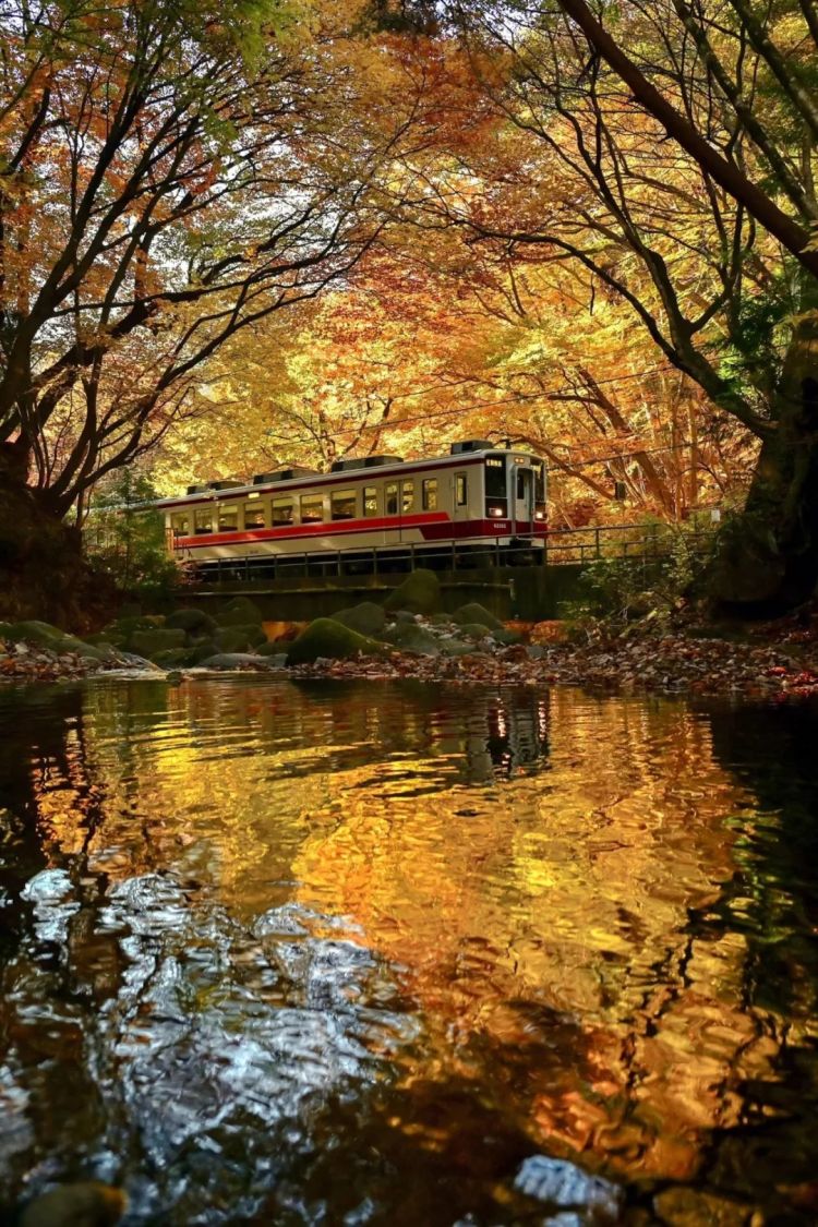 第269期:日本投入62亿应对熊害;松田圣子加盟红白;堂本光一宣布结婚;日本出生率再创新低?全球百大最美面孔出炉 | 百通板 第269期:日本投入62亿应对熊害;松田圣子加盟红白;堂本光一宣布结婚;日本出生率再创新低?全球百大最美面孔出炉 | 百通板