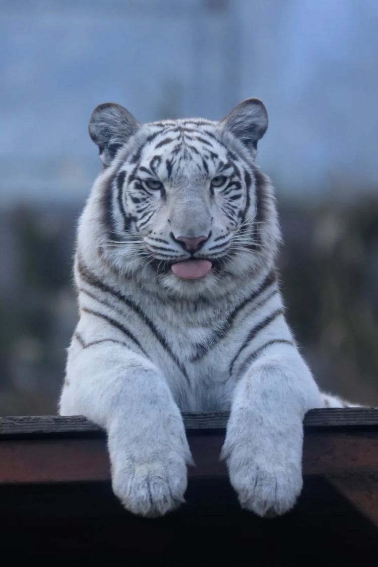 第269期:日本投入62亿应对熊害;松田圣子加盟红白;堂本光一宣布结婚;日本出生率再创新低?全球百大最美面孔出炉 | 百通板 第269期:日本投入62亿应对熊害;松田圣子加盟红白;堂本光一宣布结婚;日本出生率再创新低?全球百大最美面孔出炉 | 百通板