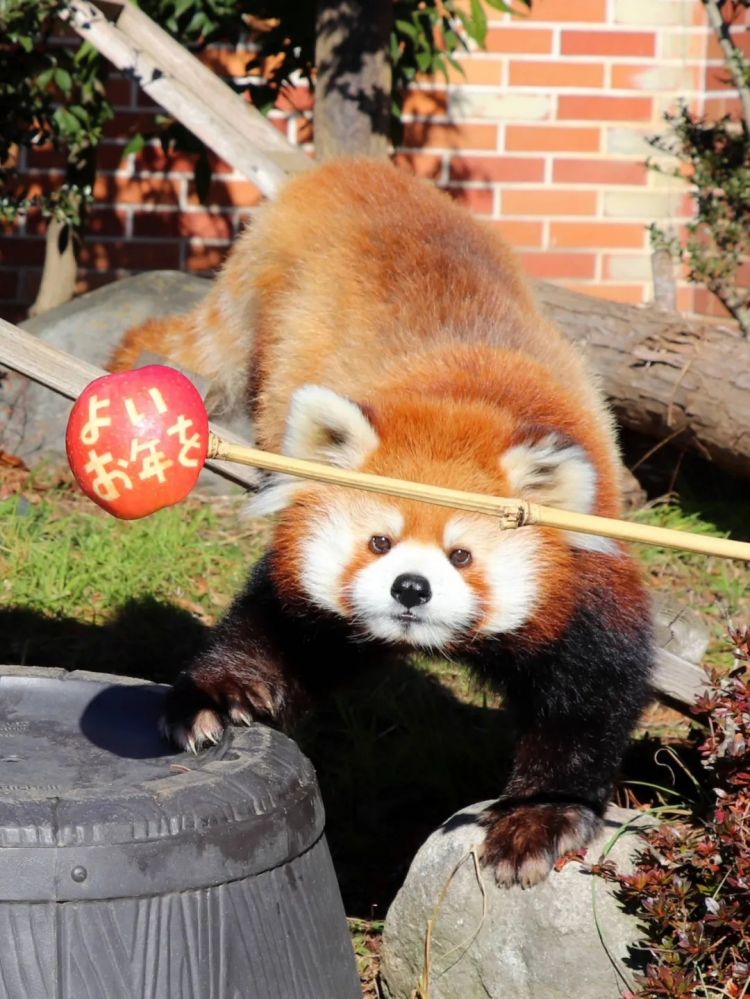 第269期:日本投入62亿应对熊害;松田圣子加盟红白;堂本光一宣布结婚;日本出生率再创新低?全球百大最美面孔出炉 | 百通板 第269期:日本投入62亿应对熊害;松田圣子加盟红白;堂本光一宣布结婚;日本出生率再创新低?全球百大最美面孔出炉 | 百通板