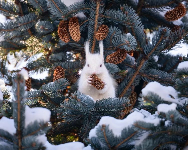 第269期:日本投入62亿应对熊害;松田圣子加盟红白;堂本光一宣布结婚;日本出生率再创新低?全球百大最美面孔出炉 | 百通板 第269期:日本投入62亿应对熊害;松田圣子加盟红白;堂本光一宣布结婚;日本出生率再创新低?全球百大最美面孔出炉 | 百通板