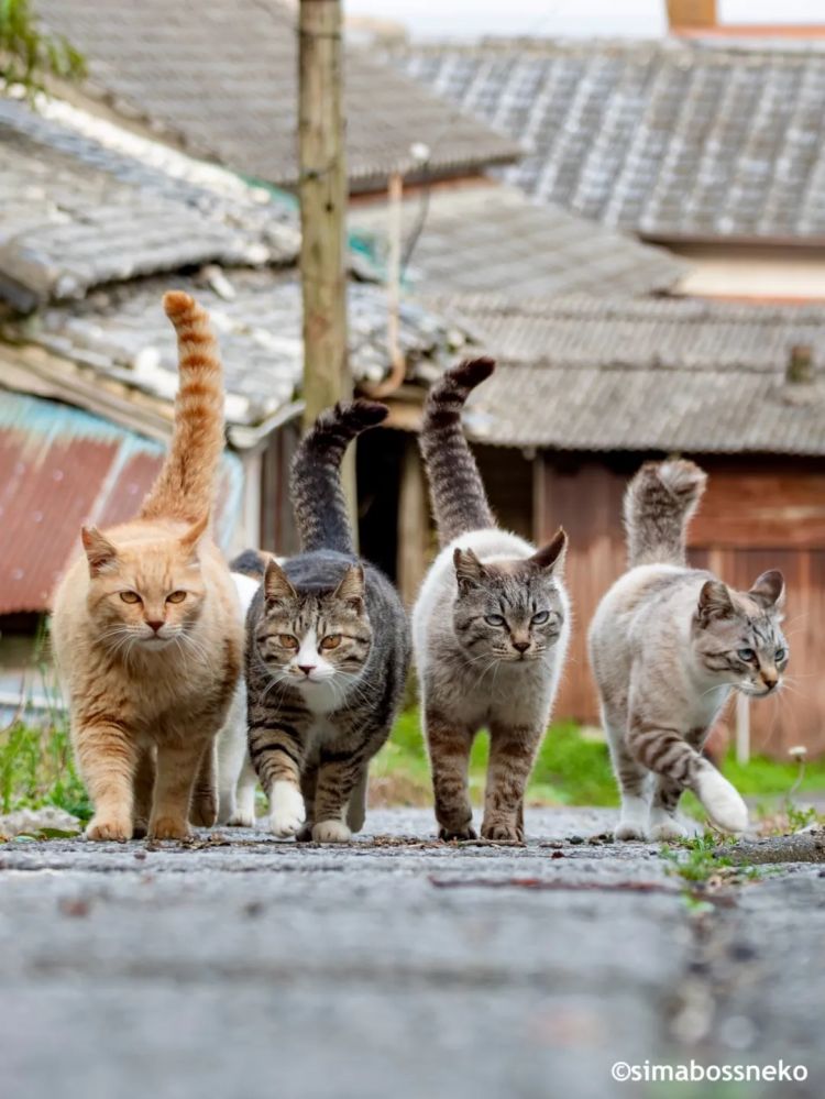 第269期:日本投入62亿应对熊害;松田圣子加盟红白;堂本光一宣布结婚;日本出生率再创新低?全球百大最美面孔出炉 | 百通板 第269期:日本投入62亿应对熊害;松田圣子加盟红白;堂本光一宣布结婚;日本出生率再创新低?全球百大最美面孔出炉 | 百通板