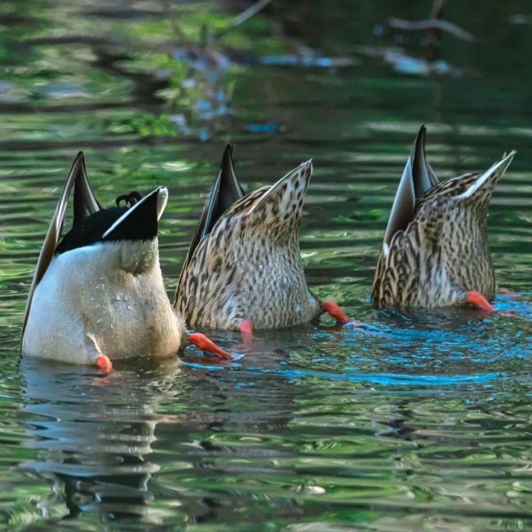 第270期：元旦结婚潮 日剧吧四大台柱均已结婚；印度超越日本成第四大经济体？永野芽郁更新博客 | 百通板
