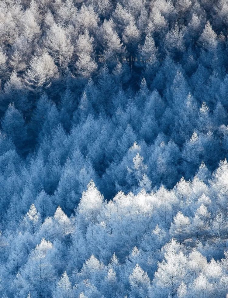 第270期：元旦结婚潮 日剧吧四大台柱均已结婚；印度超越日本成第四大经济体？永野芽郁更新博客 | 百通板