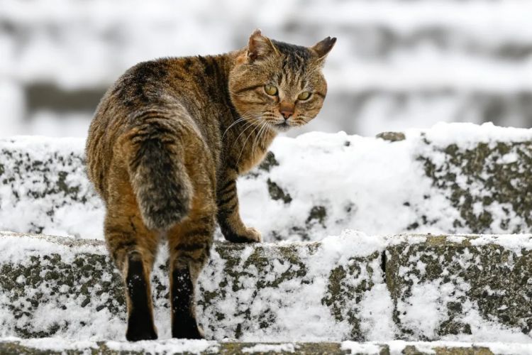 第271期：中国对日本实施出口管制；北海道餐馆墙壁藏尸？高市早苗将解散众议院 日本或提前大选？XG改名 | 百通板
