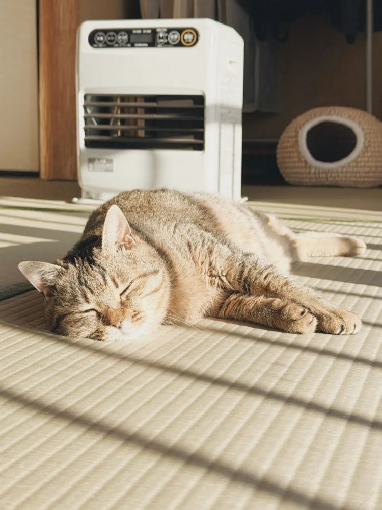 第271期：中国对日本实施出口管制；北海道餐馆墙壁藏尸？高市早苗将解散众议院 日本或提前大选？XG改名 | 百通板