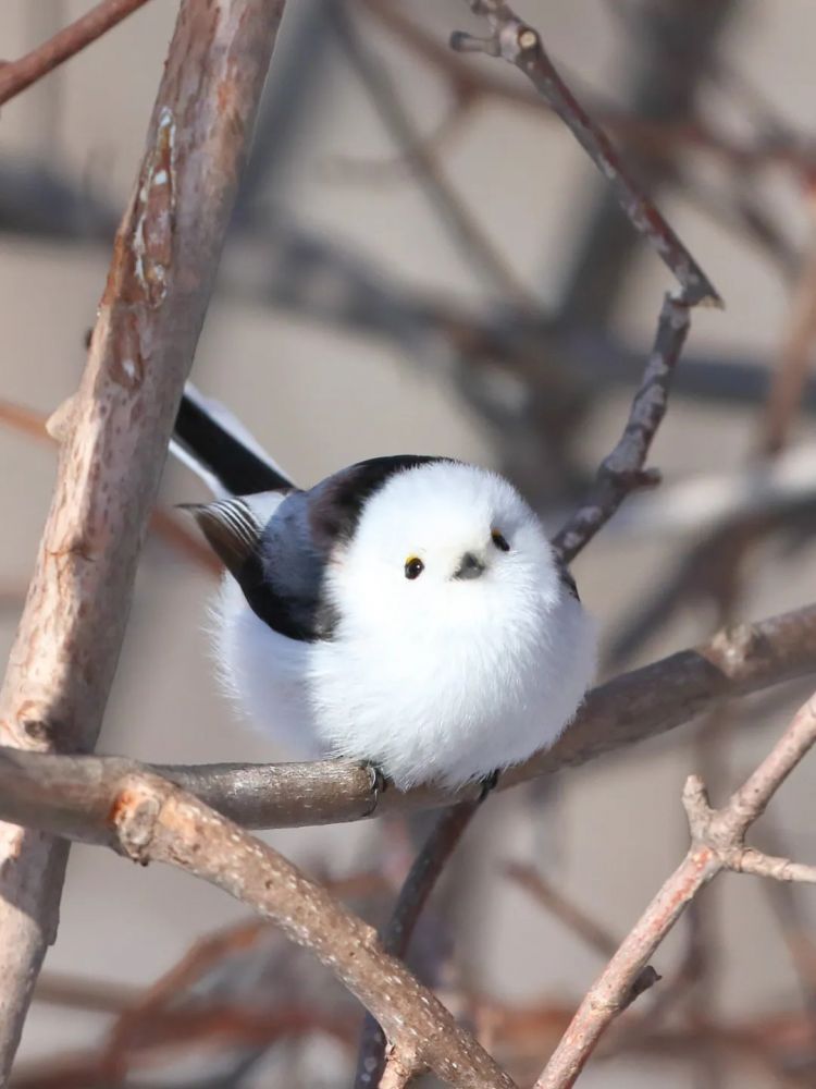 第272期:日本将提前大选 创下最快记录?日本前首相退出政坛 曾颁布令和年号;米仓凉子再陷涉毒疑云 | 百通板 第272期:日本将提前大选 创下最快记录?日本前首相退出政坛 曾颁布令和年号;米仓凉子再陷涉毒疑云 | 百通板