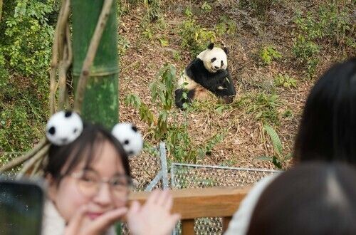 中国大熊猫基地日本游客激增 香香成顶流 中方:欢迎访华
