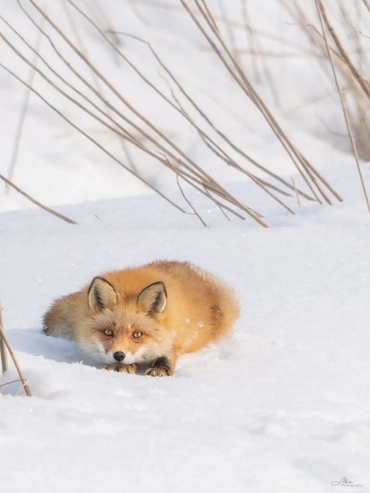 第273期:安倍晋三遇刺案宣判无期;提前大选 高市早苗支持率骤降?上野双胞胎熊猫回国 日本再无大熊猫?| 百通板 第273期:安倍晋三遇刺案宣判无期;提前大选 高市早苗支持率骤降?上野双胞胎熊猫回国 日本再无大熊猫?| 百通板